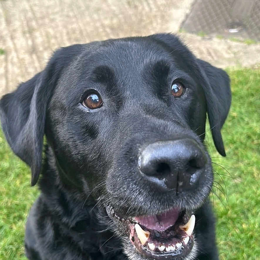 Maxy joined the competition — help win amazing prizes! animal, black_labrador, canine, closeup, companion, dog, ears, friendly, fur, garden, grass, happy, muzzle, nature, outdoor, pet, portrait, smiling, teeth, tongue
