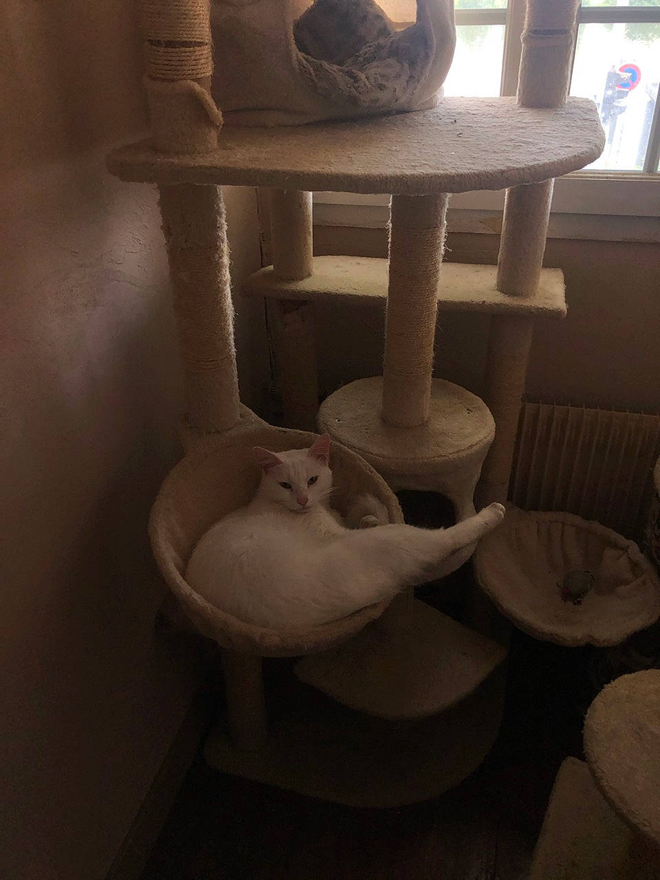 Chouchou a rejoint le concours — aidez-le/la à gagner de superbes lots ! armrest, bar_stool, cat, cat_supply, chair, comfort, flooring, furniture, hardwood, hat, metal, outdoor_furniture, pattern, plywood, room, shelf, shelving, stool, table, wood