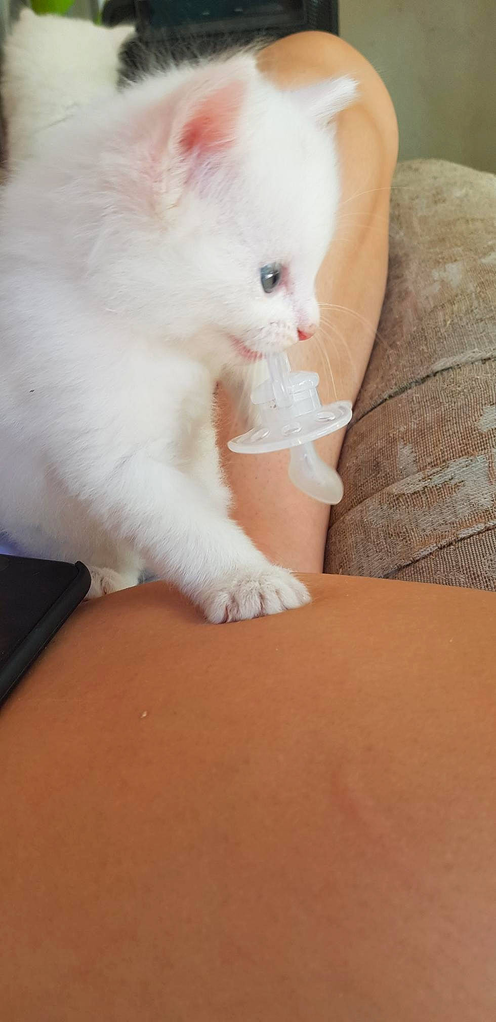 Chouchou participe au concours pour gagner de l'argent avec cette photo : carnivore, cat, comfort, ear, elbow, eye, fawn, felidae, fur, gesture, head, nail, nose, paw, sitting, small_to_medium_sized_cats, tail, whiskers, wood, wrist