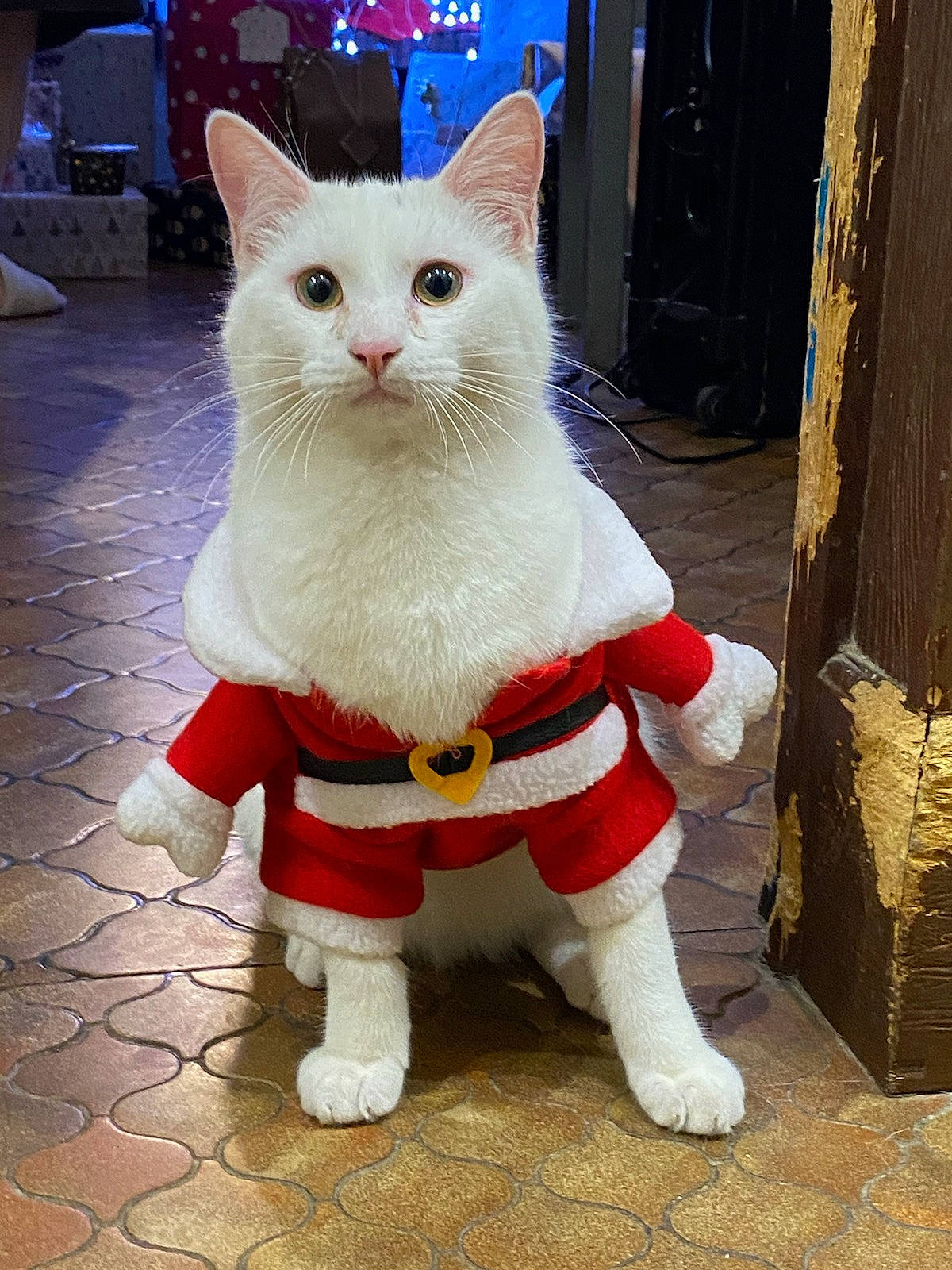 Chouchou participe au concours pour gagner de l'argent avec cette photo : blue, carmine, carnivore, cat, collar, domestic_short_haired_cat, door, fawn, felidae, fictional_character, fur, human_leg, lawn_ornament, mascot, paw, small_to_medium_sized_cats, snout, stuffed_toy, tail, whiskers