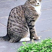 Zola participe au concours pour gagner de l'argent avec cette photo : cat, tabby, animal, pet, sitting, outdoor, greenery, clover, flowers, floor, tiles, whiskers, ears, paws, fur, nature, alert, cute, mammal, domestic