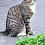 cat, tabby, animal, pet, sitting, outdoor, greenery, clover, flowers, floor, tiles, whiskers, ears, paws, fur, nature, alert, cute, mammal, domestic