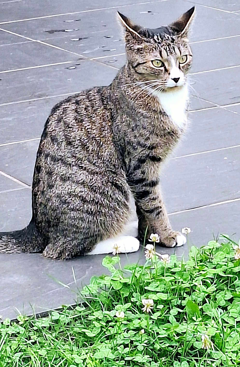 Zola participe au concours pour gagner de l'argent avec cette photo : cat, tabby, animal, pet, sitting, outdoor, greenery, clover, flowers, floor, tiles, whiskers, ears, paws, fur, nature, alert, cute, mammal, domestic