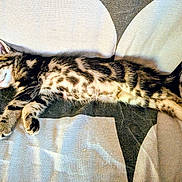 Fury participe au concours pour gagner de l'argent avec cette photo : kitten, tabby, sleeping, cat, feline, stripes, spots, pet, animal, cute, cozy, resting, fur, whiskers, paw, indoor, fabric, texture, closeup, relaxing