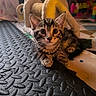 Fury participe au concours pour gagner de l'argent avec cette photo : kitten, tabby, cat, pet, animal, indoor, mat, tunnel, fur, cute, young, playful, resting, curious, whiskers, ears, floor, toy, cozy, home