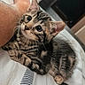 Fury a rejoint le concours — aidez-le/la à gagner de superbes lots ! kitten, tabby, cat, pet, bed, whiskers, feline, cute, domestic_animal, animal, fur, sleeping_area, striped, young, small, indoor, cozy, resting, human_leg, curious
