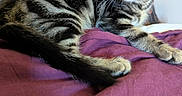 Fury a rejoint le concours — aidez-le/la à gagner de superbes lots ! kitten, cat, tabby, animal, pet, fur, whiskers, ears, eyes, paw, blanket, purple, indoor, cute, young, feline, resting, alert, soft_light, striped