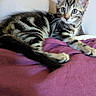 kitten, cat, tabby, animal, pet, fur, whiskers, ears, eyes, paw, blanket, purple, indoor, cute, young, feline, resting, alert, soft_light, striped