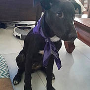 Olykan a rejoint le concours — aidez-le/la à gagner de superbes lots ! animal, black_dog, companion, cute, dog, domestic, floor_tiles, furniture, household, indoor, living_room, looking_away, pet, portrait, purple_bandana, robotic_vacuum, shadow, sitting, table, wooden_chair