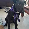 animal, black_dog, companion, cute, dog, domestic, floor_tiles, furniture, household, indoor, living_room, looking_away, pet, portrait, purple_bandana, robotic_vacuum, shadow, sitting, table, wooden_chair