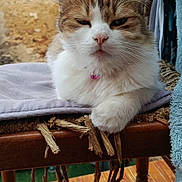 Stella participe au concours pour gagner de l'argent avec cette photo : animal, cat, chair, closeup, collar, cozy, domestic, feline, fluffy, furniture, household, indoor, pet, portrait, relaxed, resting, sleepy, towel, wooden_floor, woven_chair