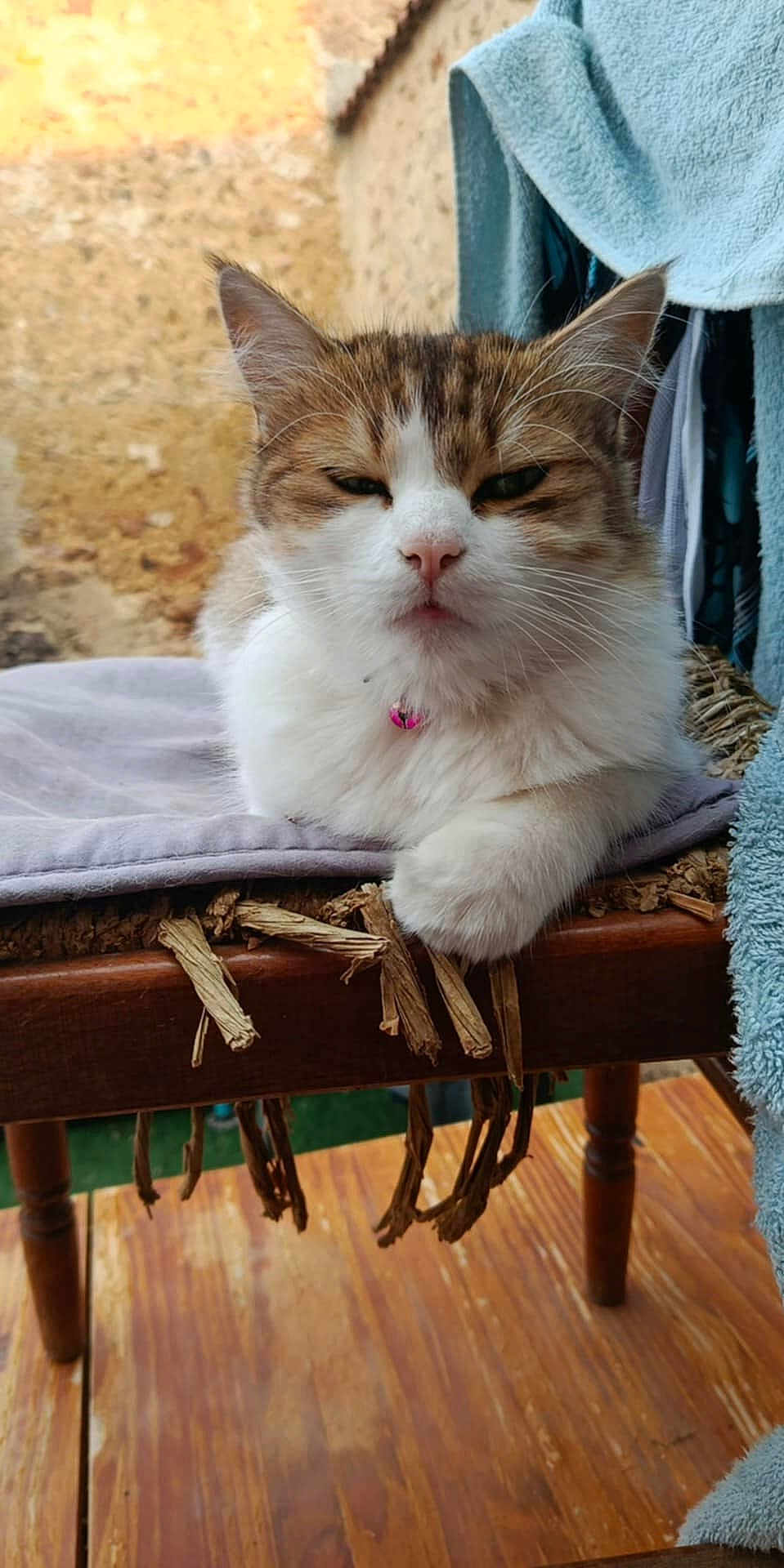 Stella