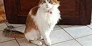 Stella participe au concours pour gagner de l'argent avec cette photo : animal, cat, collar, curious, domestic_cat, ears, feline, floor_tiles, fluffy, green_eyes, household, indoor, pet, pink_bell, sitting, tail, tile_floor, whiskers, white_and_brown, wooden_door