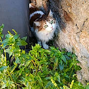 Stella a rejoint le concours — aidez-le/la à gagner de superbes lots ! cat, green_eyes, fluffy, stone_wall, pipe, plants, greenery, outdoor, curious, animal, nature, fur, whiskers, small_gap, sunlight, shadow, exploring, garden, pet, mammal