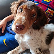 Atchoum participe au concours pour gagner de l'argent avec cette photo : puppy, dog, close_up, pet, animal, cute, young_dog, fur, brown_and_white, person, hand, sports_jersey, blue_clothing, red_clothing, indoor, resting, curious, face, whiskers, nose