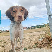 Atchoum participe au concours pour gagner de l'argent avec cette photo : puppy, dog, outdoor, rural, grass, field, cloudy_sky, concrete, ears, nose, fur, collar, brown, white, spots, young_dog, pets, nature, looking, curious