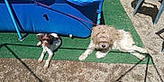 Atchoum participe au concours pour gagner de l'argent avec cette photo : dog, outdoor, sunlight, grass, carpet, pool, blue, tarp, shaggy, brown_and_white, plastic_chair, gravel, shadow, relaxing, pet, animal, summer, fence, resting, leash