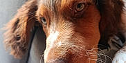 Atchoum a rejoint le concours — aidez-le/la à gagner de superbes lots ! dog, close_up, resting, brown_fur, white_fur, soft_light, whiskers, nose, ear, fur_texture, indoor, fabric, gray, relaxed, animal, pet, portrait, cute, calm, sleepy