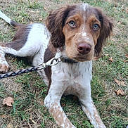 Atchoum a rejoint le concours — aidez-le/la à gagner de superbes lots ! animal, brown, canine, collar, dog, ears, eyes, field, fur, grass, leash, lying_down, nature, nose, outdoor, pet, puppy, spotting, white, young