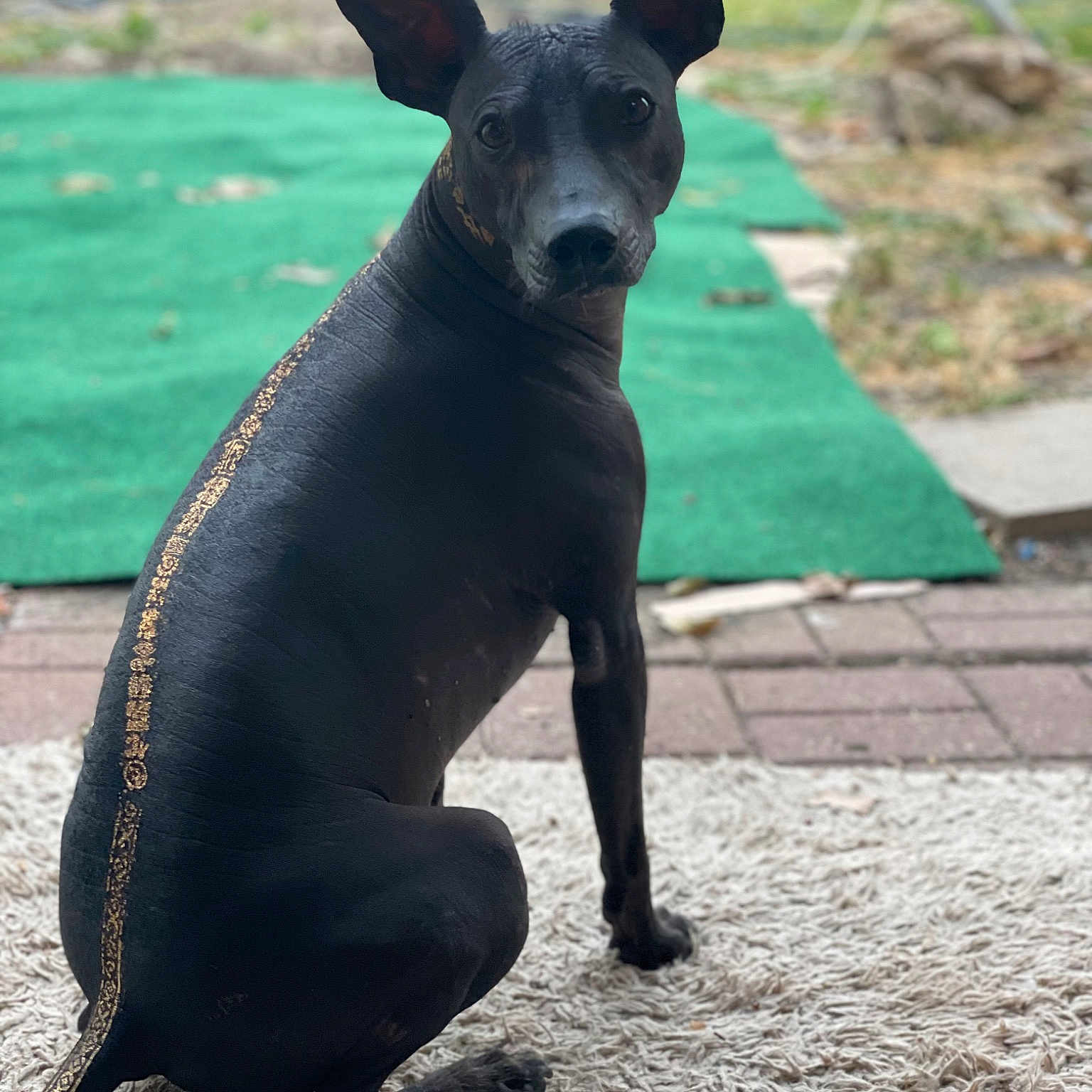 Bruno