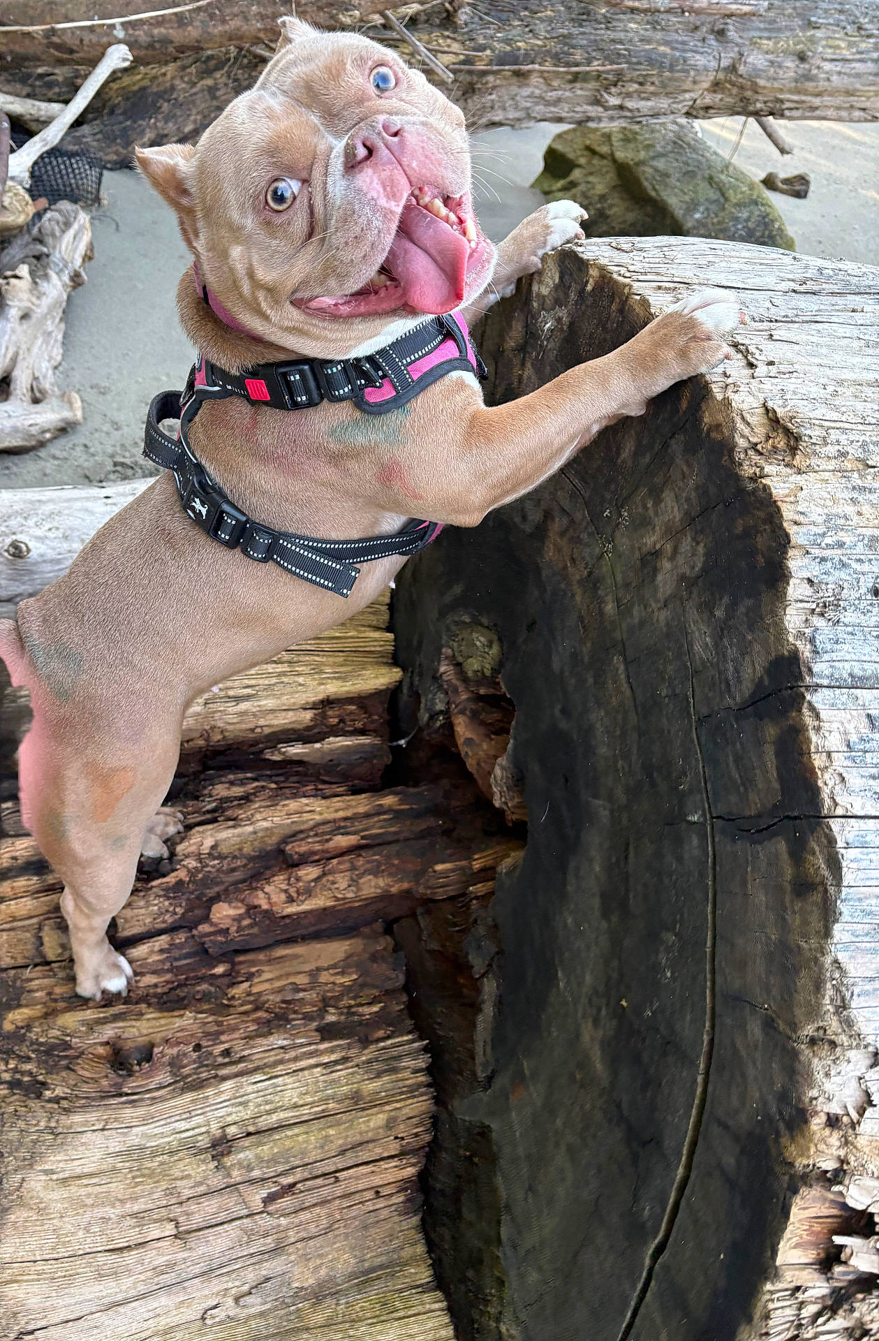 Loba joined the competition — help win amazing prizes! animal, brown_dog, canine, close_up, dog, ears, excited, fur, happy, harness, log, nature, outdoor, paws, pet, playful, smiling, tongue_out, tree, wood
