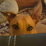 Buddy joined the competition — help win amazing prizes! dog, peeking, curious, ears, indoor, furniture, carpet, blanket, brown_dog, pet, animal, closeup, eyes, face, home, cozy, watching, alert, looking, canine