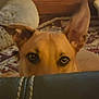 dog, peeking, curious, ears, indoor, furniture, carpet, blanket, brown_dog, pet, animal, closeup, eyes, face, home, cozy, watching, alert, looking, canine