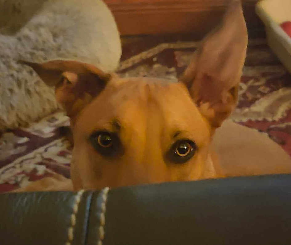 Buddy