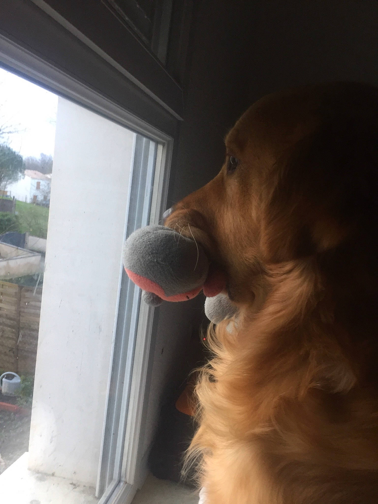 Olaf a rejoint le concours — aidez-le/la à gagner de superbes lots ! canidae, carnivore, dog, dog_breed, door, english_cocker_spaniel, golden_retriever, nose, snout, sporting_group, window