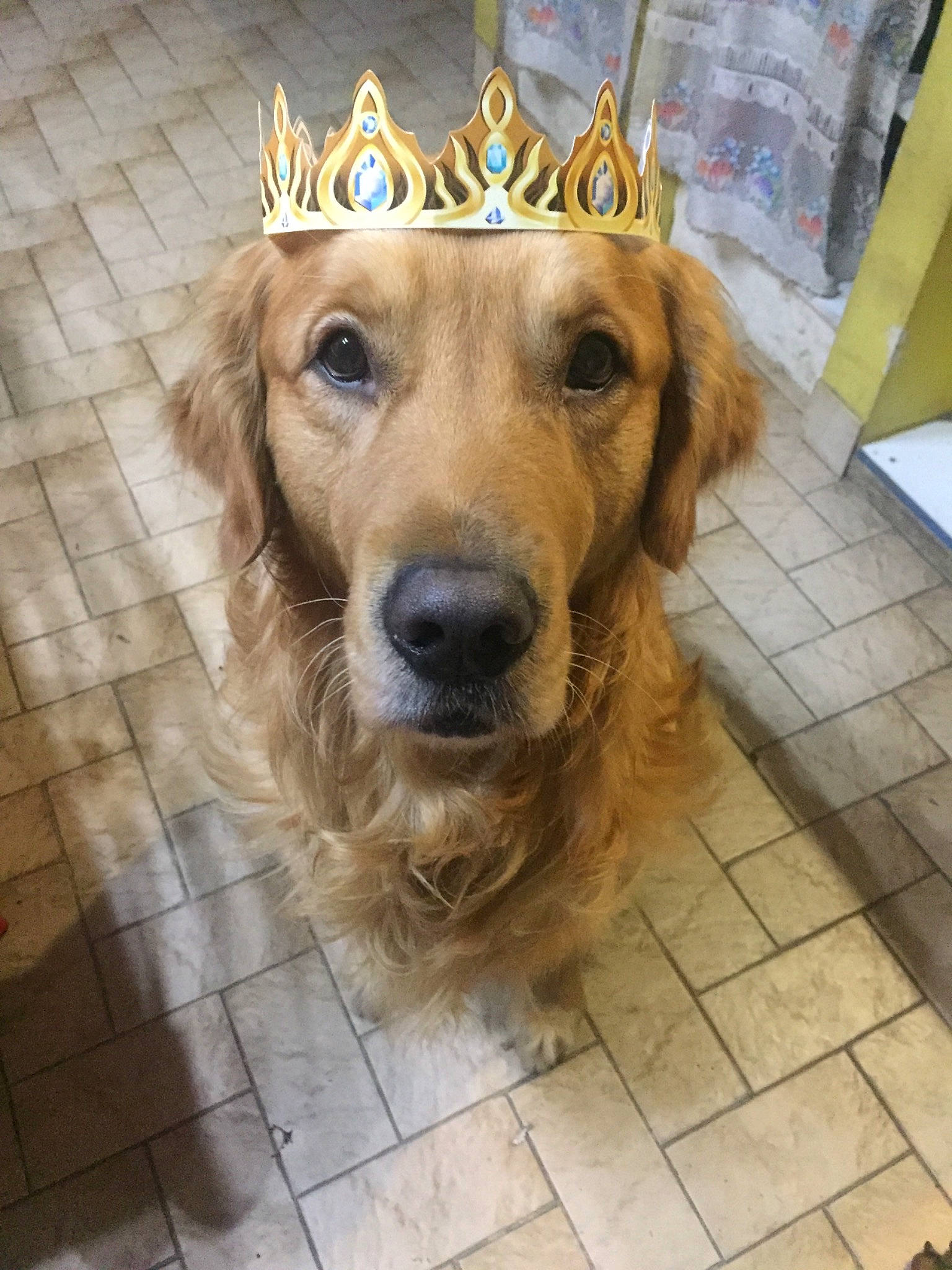 Olaf participe au concours pour gagner de l'argent avec cette photo : canidae, carnivore, companion_dog, dog, dog_breed, fawn, golden_retriever, mammal, rare_breed_dog, retriever, small_greek_domestic_dog, snout, sporting_group, street_dog, whiskers