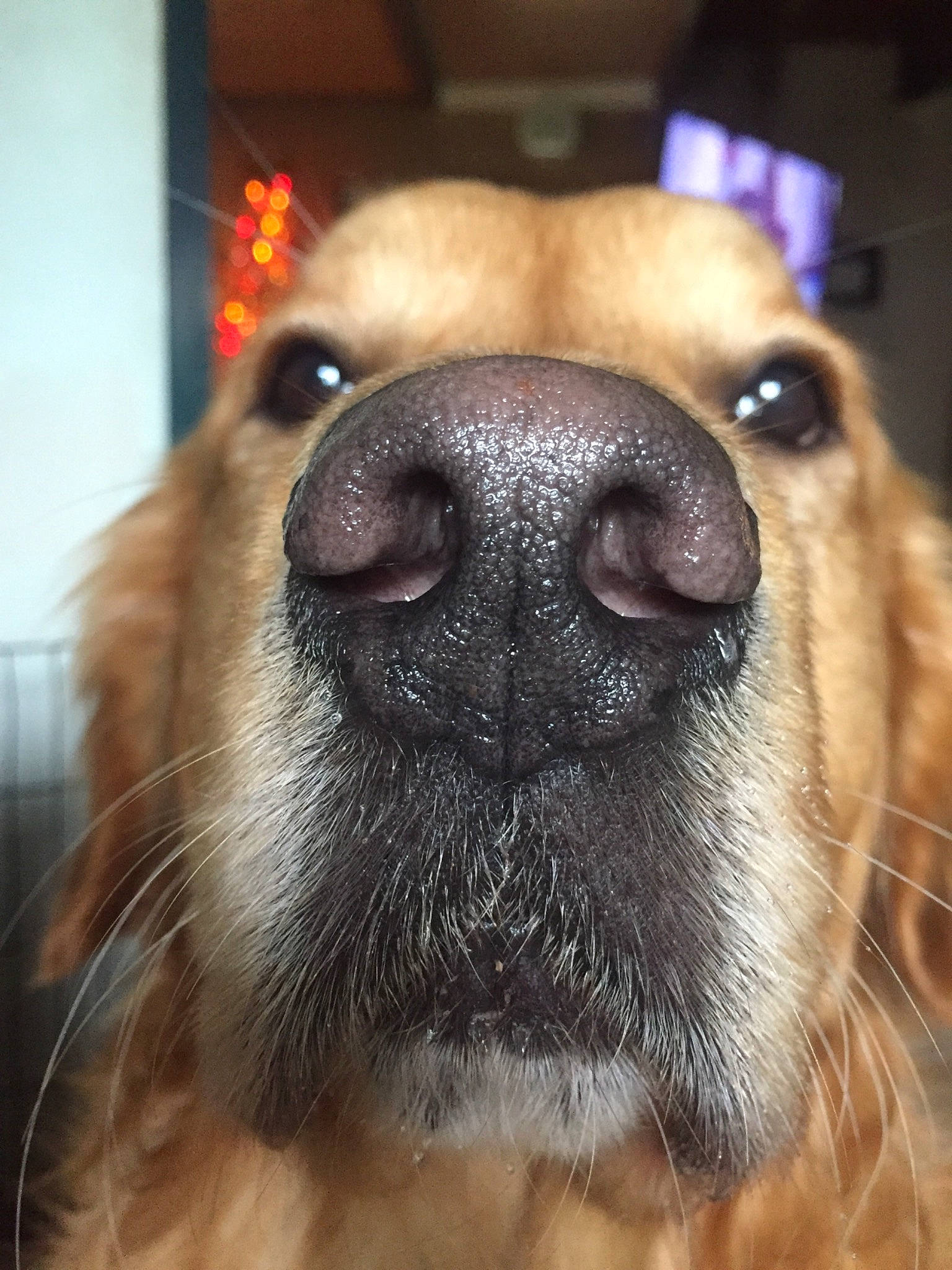 Olaf a rejoint le concours — aidez-le/la à gagner de superbes lots ! canidae, carnivore, close_up, companion_dog, dog, dog_breed, eye, fawn, fur, head, mammal, mouth, nose, puppy, puppy_love, rare_breed_dog, snout, sporting_group, vertebrate, whiskers