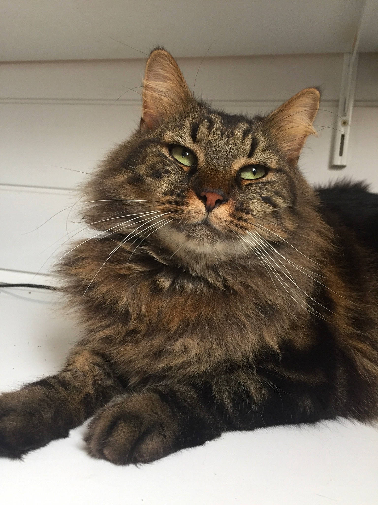 Choco participe au concours pour gagner de l'argent avec cette photo : asian, asian_semi_longhair, british_semi_longhair, carnivore, cat, cymric, domestic_long_haired_cat, domestic_short_haired_cat, dragon_li, european_shorthair, felidae, maine_coon, mammal, norwegian_forest_cat, siberian, small_to_medium_sized_cats, tabby_cat, vertebrate, whiskers, wild_cat