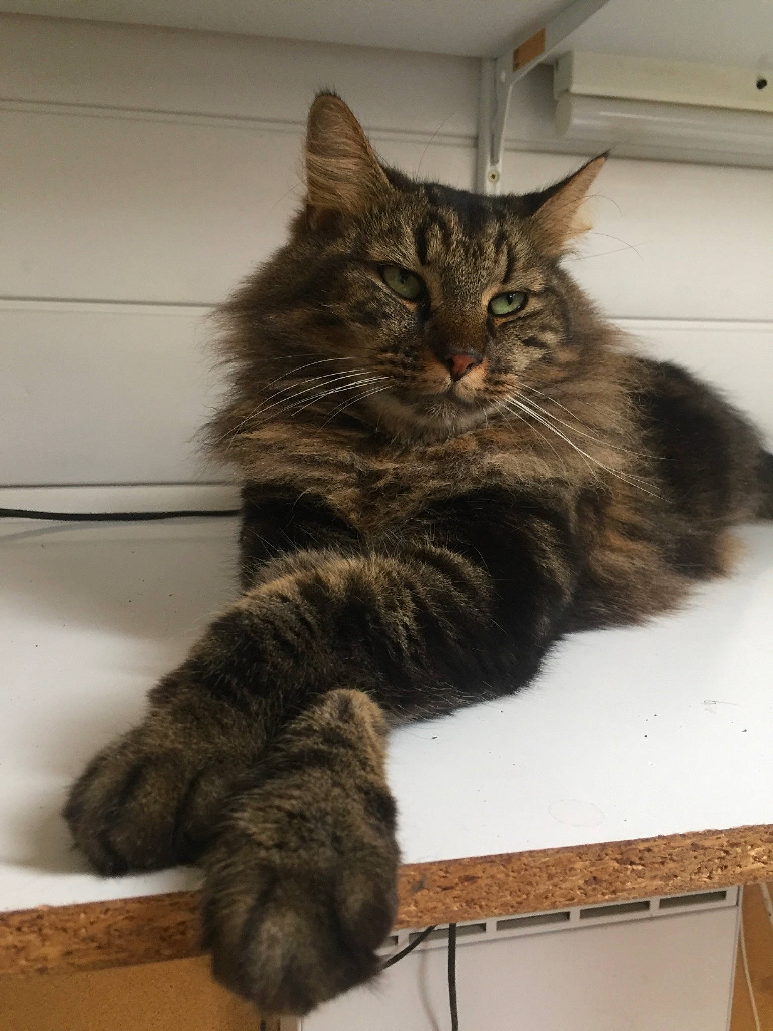 Choco participe au concours pour gagner de l'argent avec cette photo : asian_semi_longhair, british_semi_longhair, carnivore, cat, cymric, domestic_long_haired_cat, domestic_short_haired_cat, dragon_li, european_shorthair, felidae, kitten, kurilian_bobtail, maine_coon, mammal, norwegian_forest_cat, siberian, small_to_medium_sized_cats, tabby_cat, vertebrate, whiskers