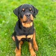 Arthémis participe au concours pour gagner de l'argent avec cette photo : rottweiler, puppy, dog, grass, outdoor, pet, animal, canine, sitting, cute, black, brown, fur, nature, young, portrait, eyes, nose, ears, adorable