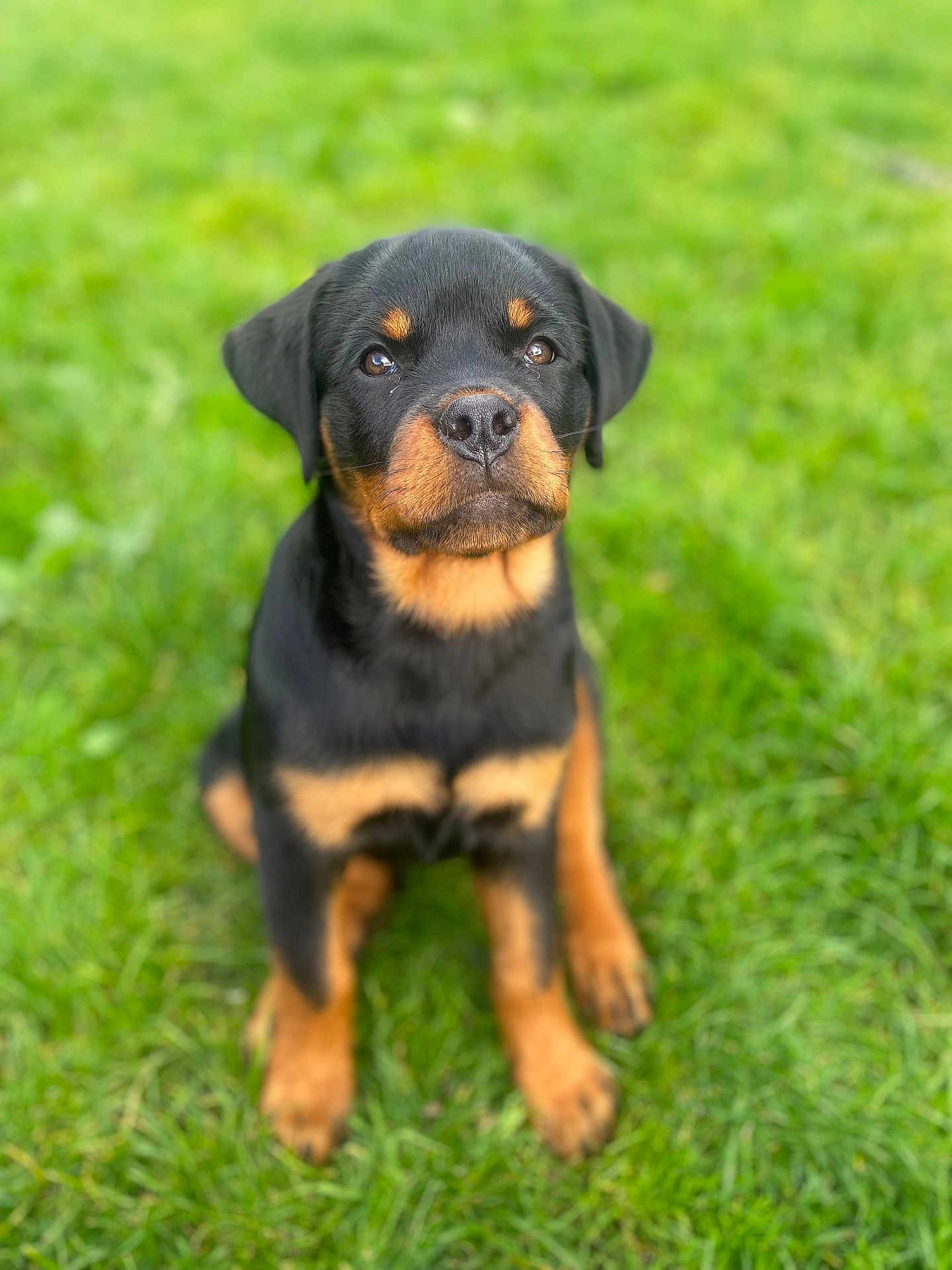 Arthémis participe au concours pour gagner de l'argent avec cette photo : rottweiler, puppy, dog, grass, outdoor, pet, animal, canine, sitting, cute, black, brown, fur, nature, young, portrait, eyes, nose, ears, adorable