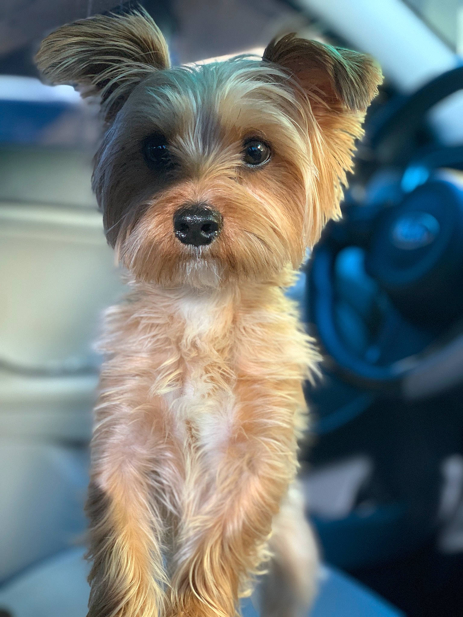 Daxx joined the competition — help win amazing prizes! australian_silky_terrier, biewer_terrier, cairn_terrier, canidae, carnivore, companion_dog, dog, dog_breed, maltepoo, mammal, morkie, puppy, rare_breed_dog, small_terrier, snout, terrier, toy_dog, vertebrate, yorkipoo, yorkshire_terrier