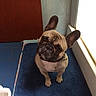 dog, french_bulldog, pet, bathroom, blue_rug, tile_floor, tile_wall, door, curious, ears, collar, brown_dog, small_dog, indoor, looking_up, floor_mat, bathroom_rug, wrinkled_face, sitting, canine