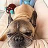 dog, french_bulldog, sleeping, couch, plush_toy, stitch, indoor, pet, resting, soft_texture, cozy, animal, closeup, brown, cute, relaxed, home, fur, snout, ears