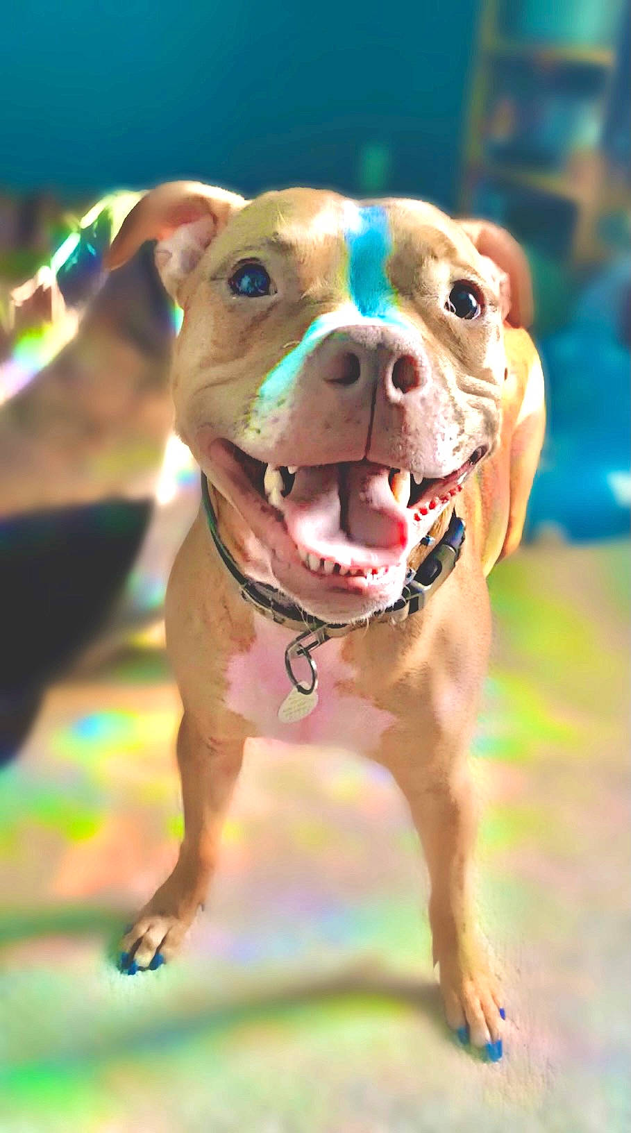 Brock joined the competition — help win amazing prizes! bovine, canidae, carnivore, collar, companion_dog, dog, dog_breed, dog_collar, dog_supply, fashion_accessory, fawn, guard_dog, leash, liver, pet_supply, snout, sporting_group, whiskers, working_animal, working_dog