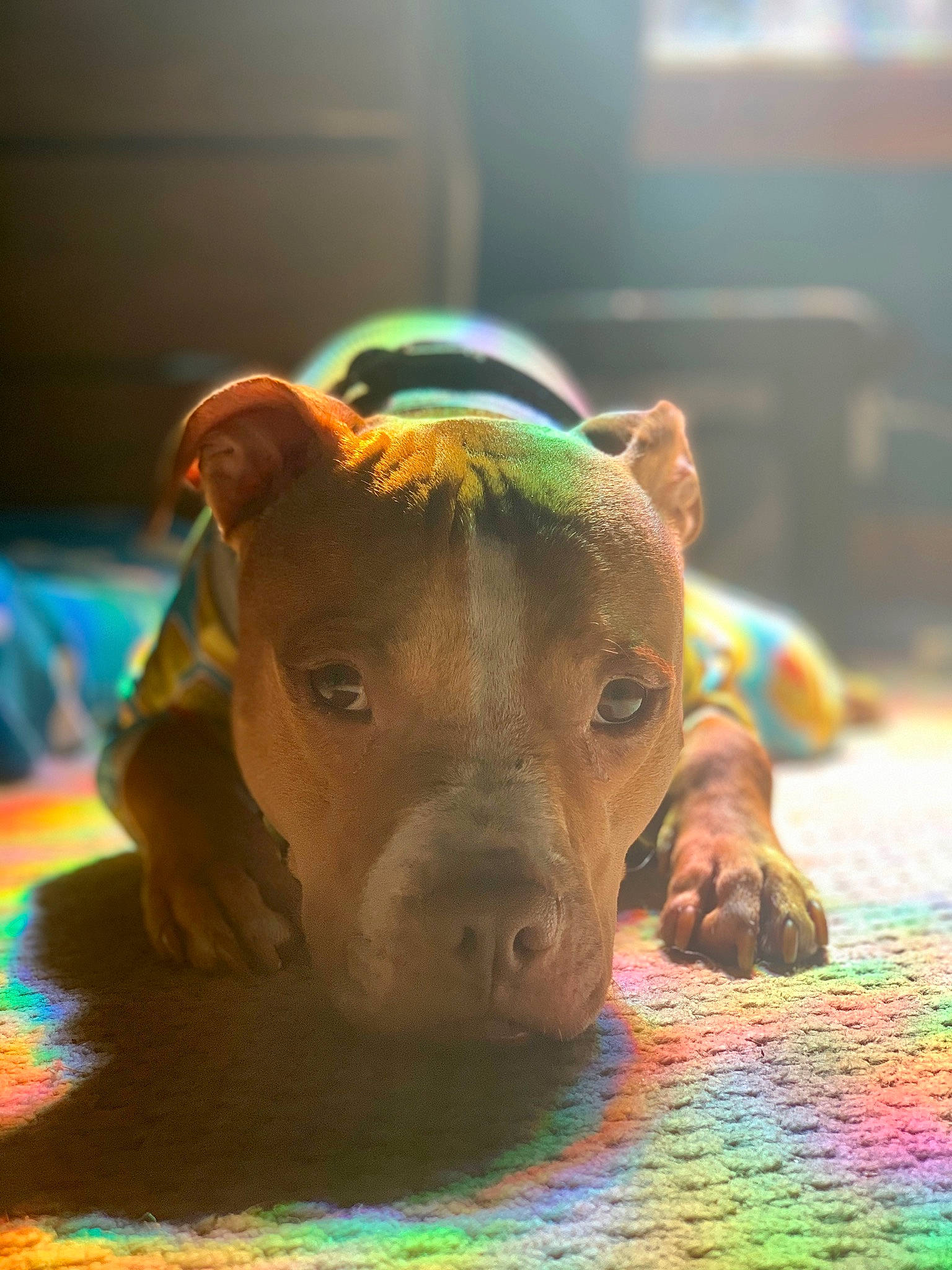 Brock joined the competition — help win amazing prizes! dairy_cow, dog_breed, eye, fawn, fun, glass, grass, liver, livestock, snout, terrestrial_animal, whiskers, wildlife, wood, working_animal, wrinkle