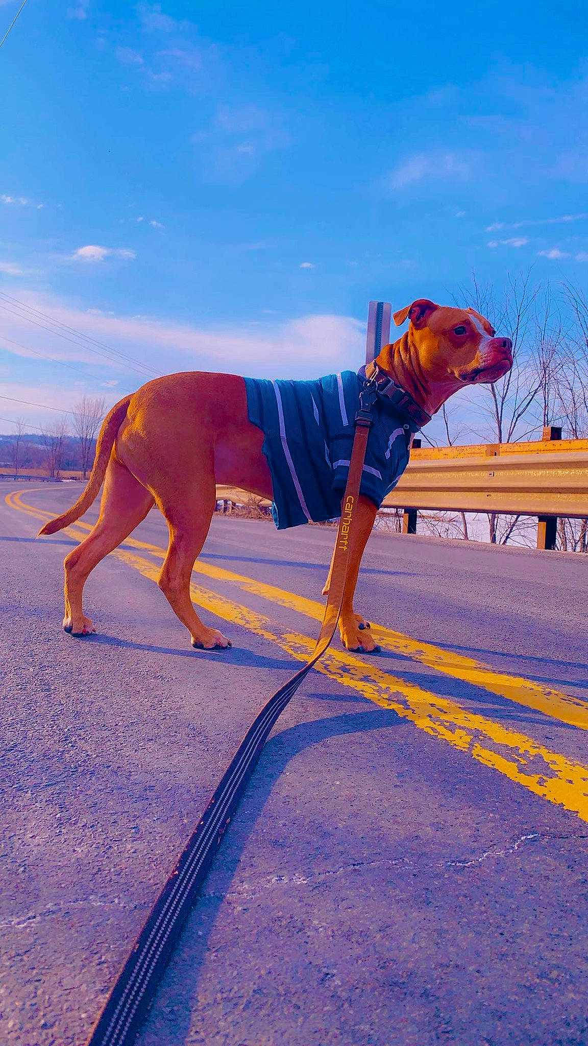 Brock is registered to the contest to win money with this photo: ball, canidae, carnivore, cloud, dog, dog_breed, dog_clothes, dog_sports, dog_supply, electric_blue, fawn, fun, horizon, landscape, leash, ocean, sand, sky, sporting_group, working_animal