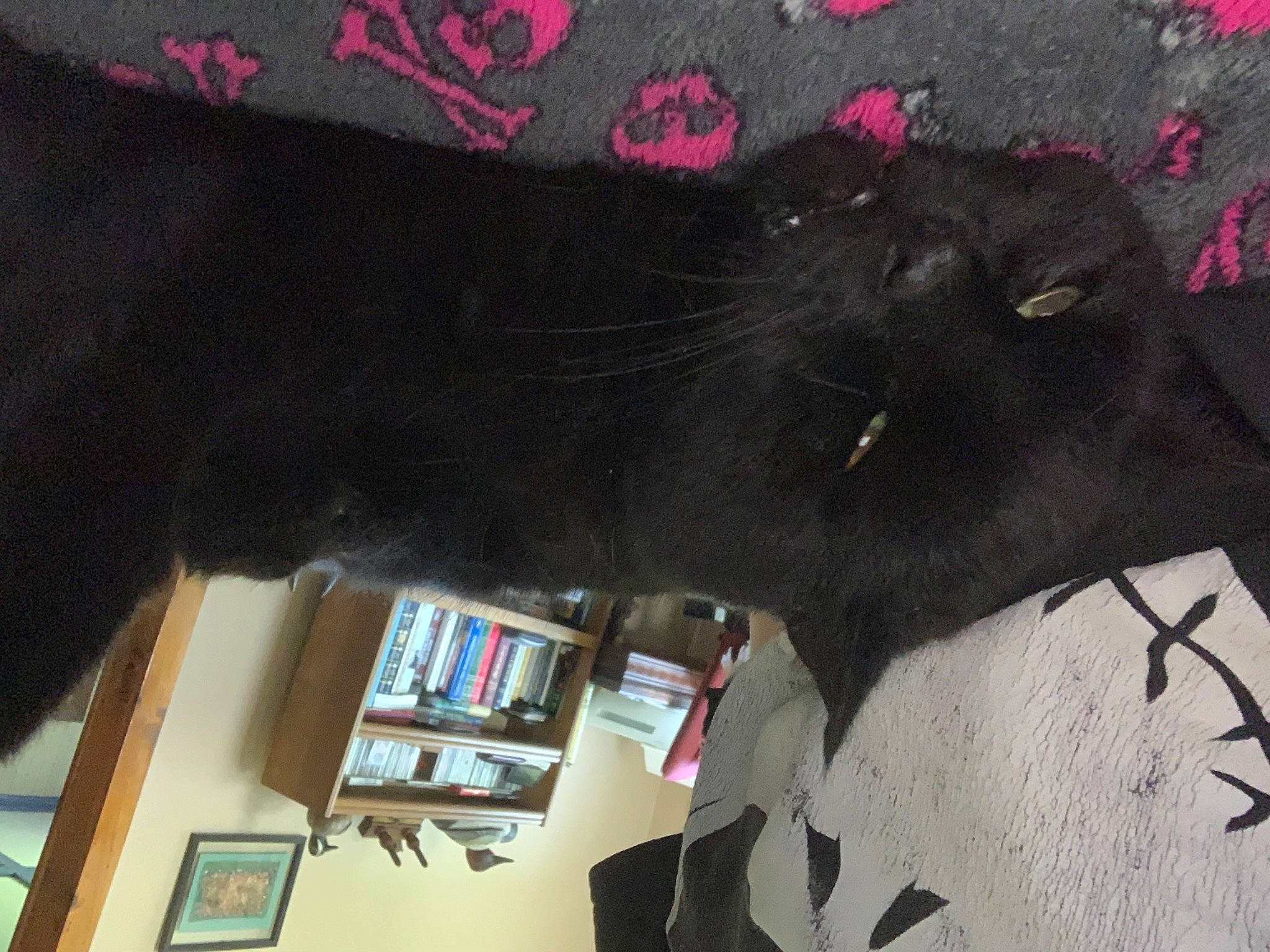 Moon joined the competition — help win amazing prizes! bookcase, dog_breed, felidae, fur, magenta, natural_material, picture_frame, room, shelf, shelving, snout, tail, terrestrial_animal, working_animal