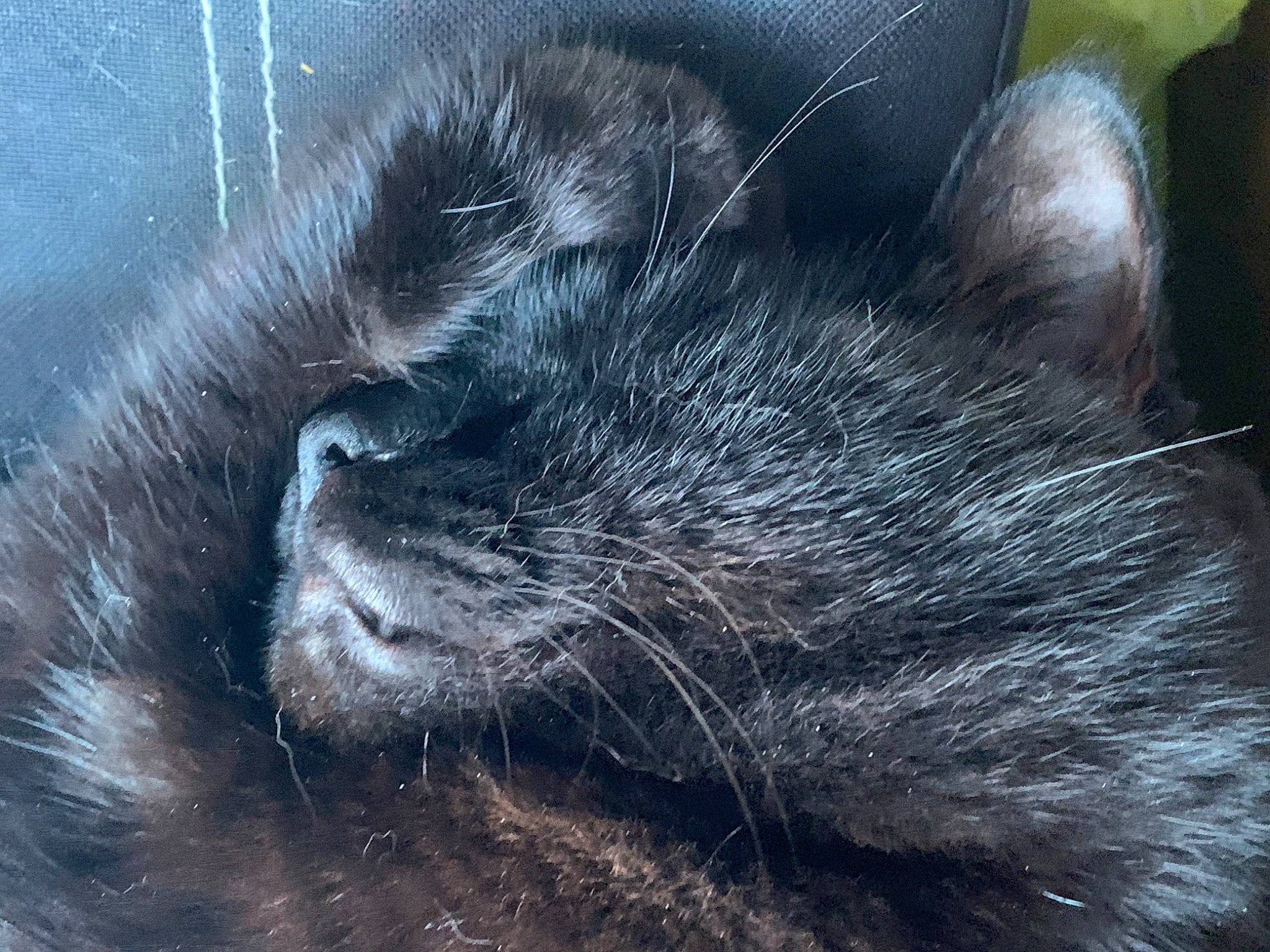 Moon joined the competition — help win amazing prizes! carnivore, cat, claw, close_up, comfort, domestic_short_haired_cat, felidae, foot, fur, grey, mammal, nap, paw, small_to_medium_sized_cats, snout, tail, terrestrial_animal, vertebrate, whiskers, wildlife