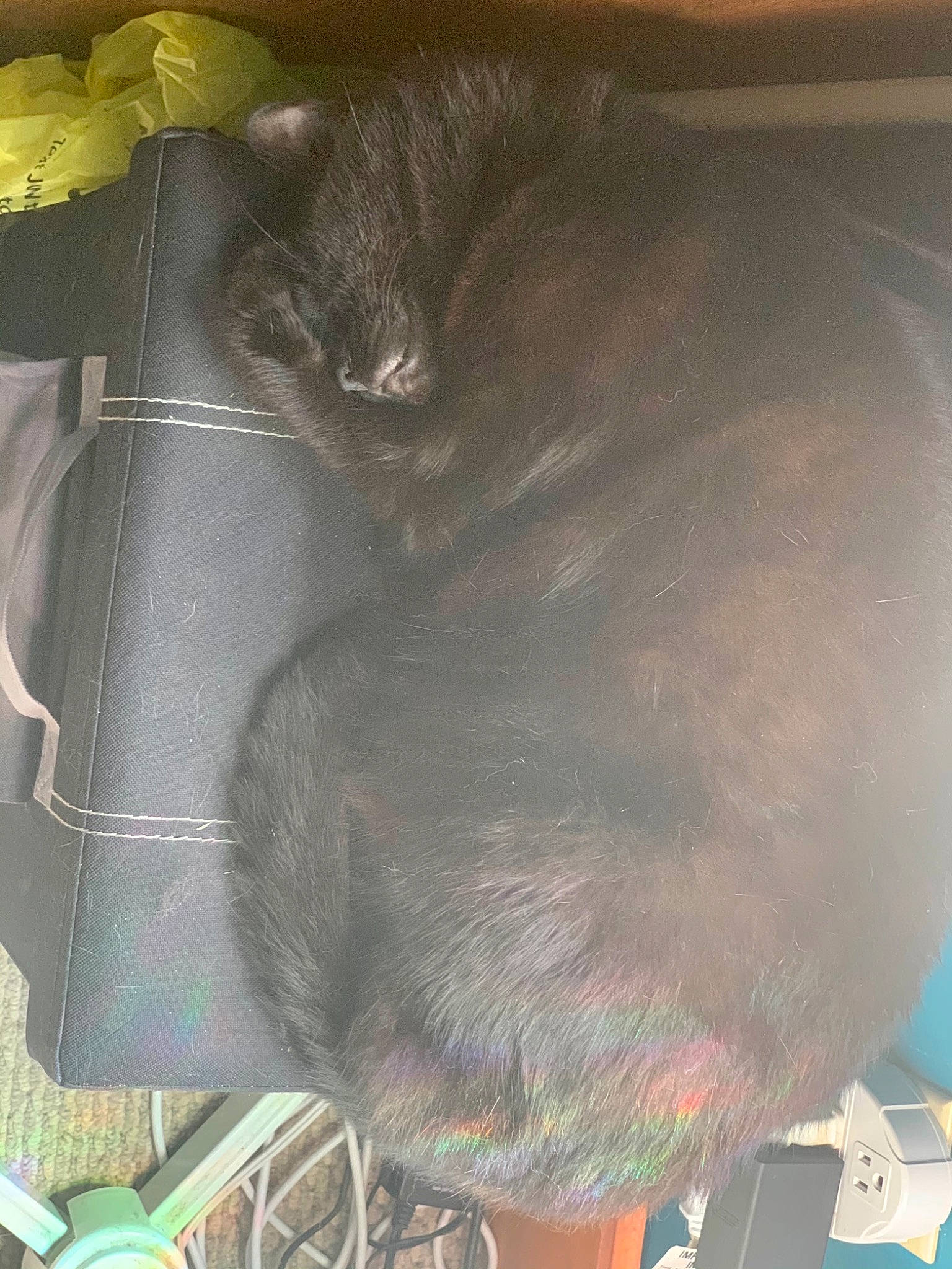 Moon joined the competition — help win amazing prizes! auto_part, automotive_tire, bicycle, bicycle_handlebar, bicycle_saddle, black_cat, carnivore, cat, comfort, dog_breed, domestic_short_haired_cat, felidae, fender, fur, personal_protective_equipment, small_to_medium_sized_cats, sporting_group, tail, tire, whiskers