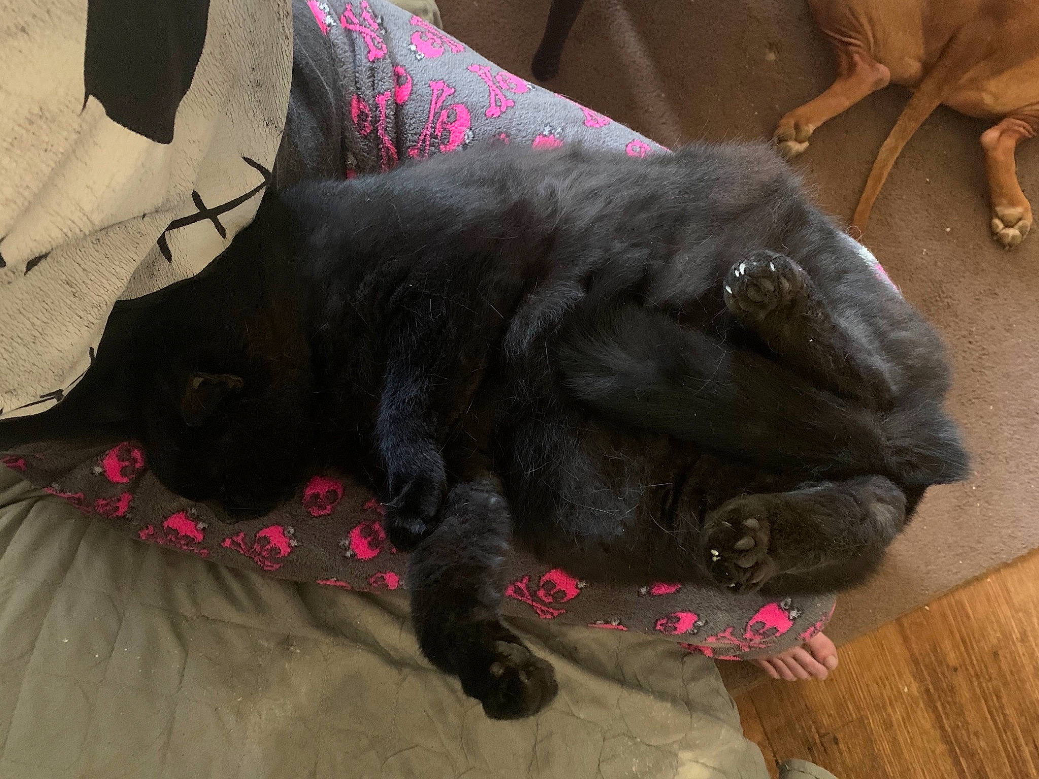 Moon is registered to the contest to win money with this photo: black_cat, borador, canidae, carmine, carnivore, claw, collar, companion_dog, dog, dog_breed, domestic_short_haired_cat, felidae, fur, grey, mammal, small_to_medium_sized_cats, snout, tail, whiskers, working_animal