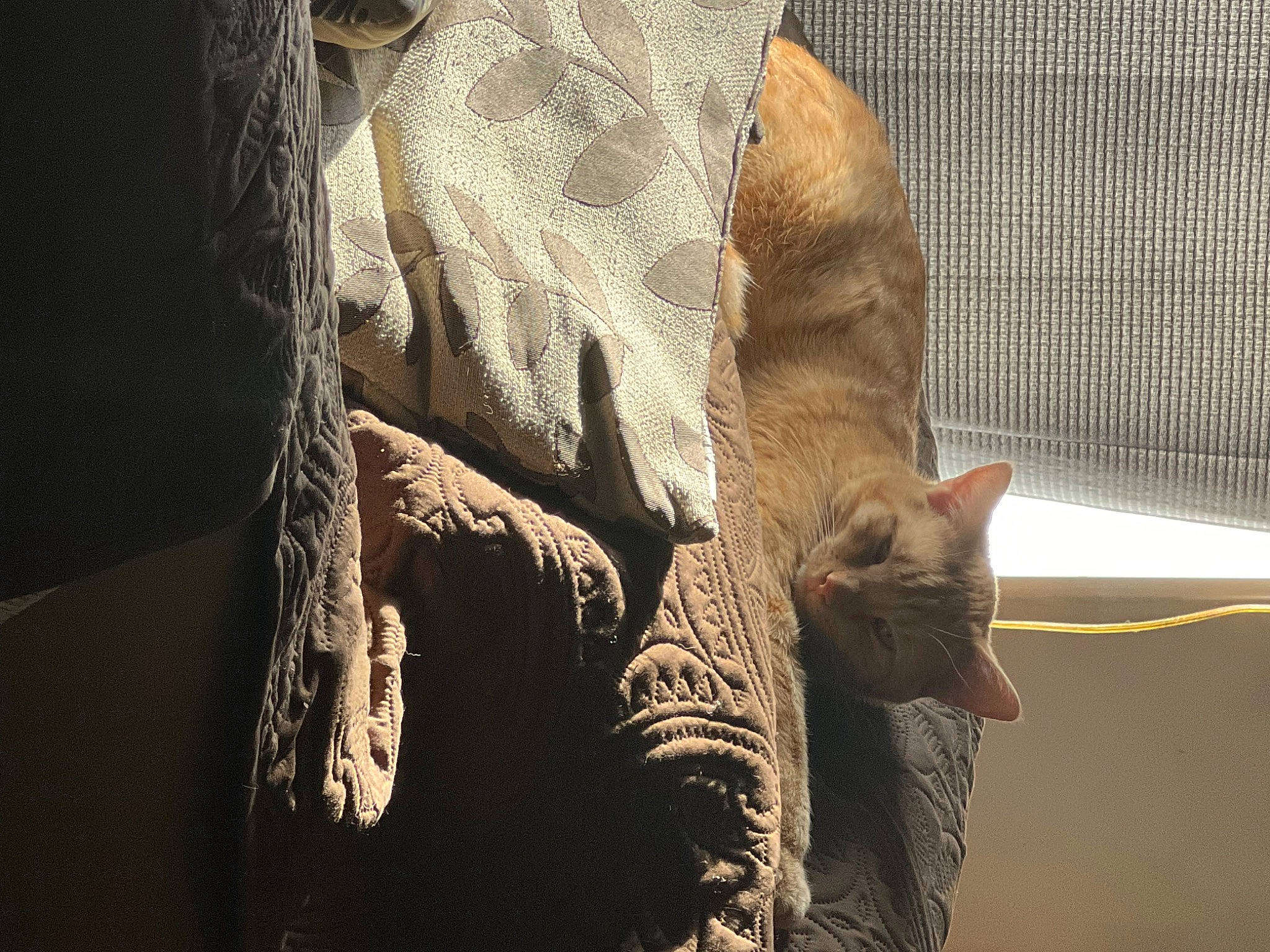 Brooks joined the competition — help win amazing prizes! art, carnivore, cat, darkness, domestic_short_haired_cat, fawn, felidae, fur, linens, small_to_medium_sized_cats, snout, tail, terrestrial_animal, tree, trunk, twig, whiskers, wildlife, window, wood