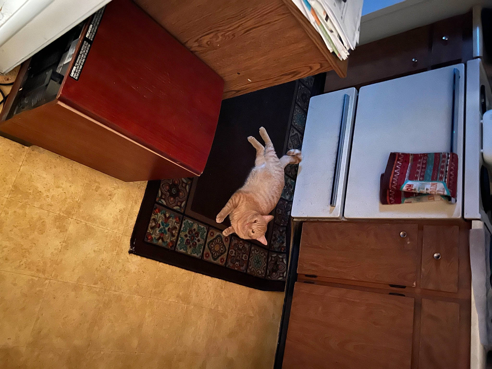 Brooks joined the competition — help win amazing prizes! art, building, ceiling, deer, felidae, floor, flooring, fur, hardwood, house, metal, plywood, rabbit, room, sculpture, small_to_medium_sized_cats, tail, visual_arts, whiskers, wood