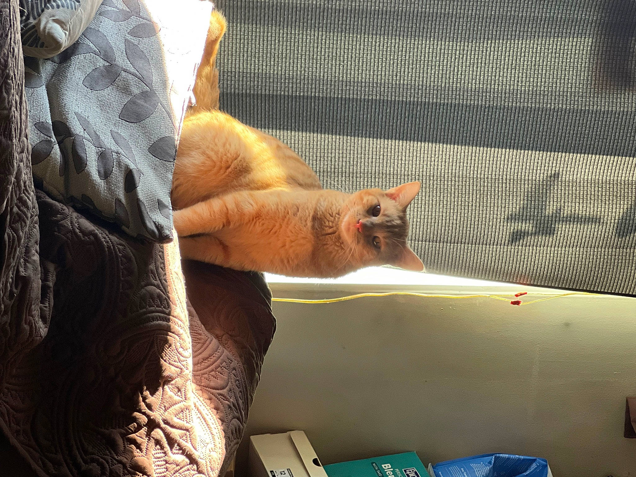 Brooks is registered to the contest to win money with this photo: box, claw, comfort, fawn, felidae, flesh, fur, gesture, human_leg, linens, nail, room, small_to_medium_sized_cats, textile, tints_and_shades, whiskers, window, wood, woven_fabric, wrist