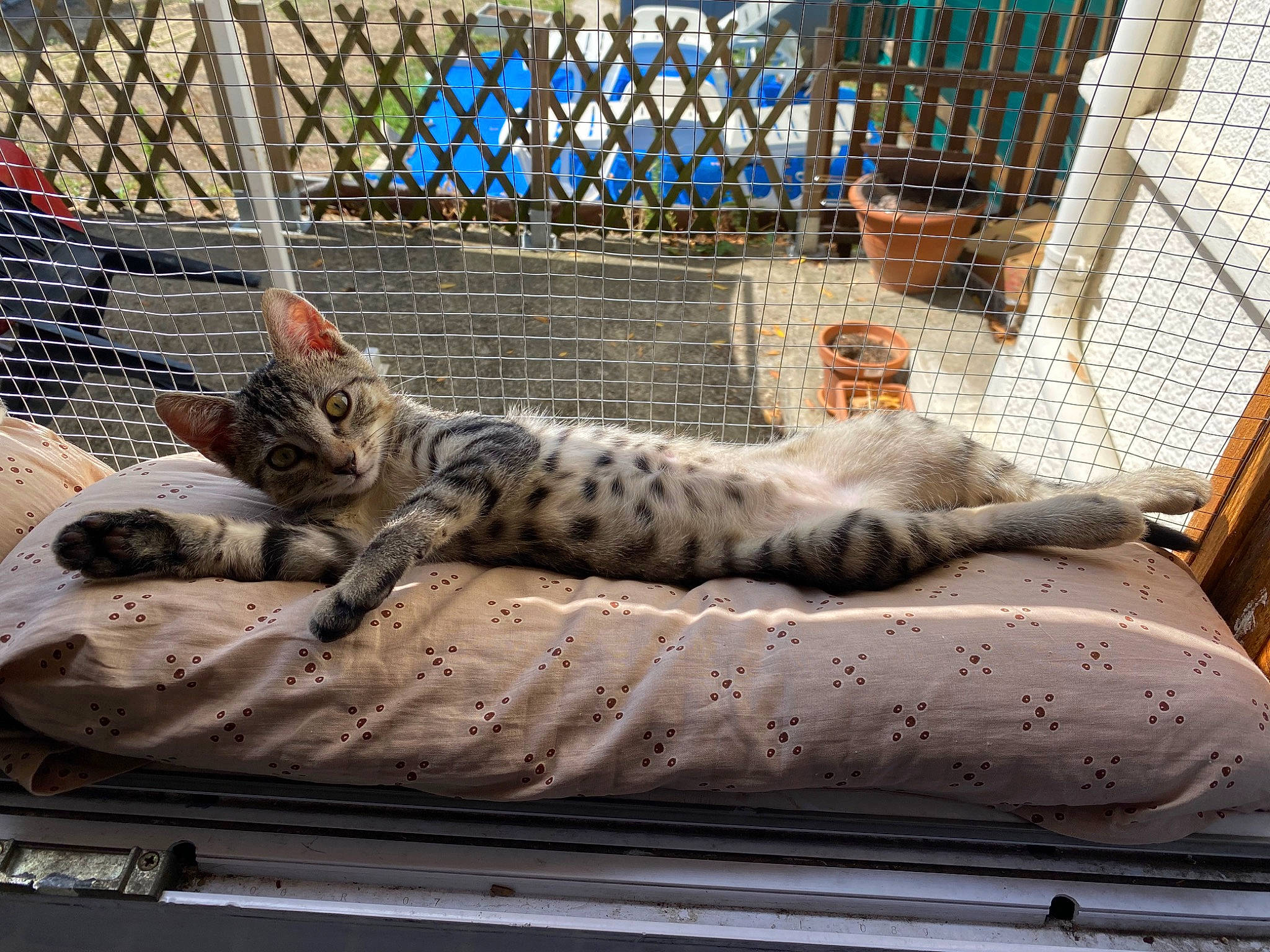 Galaxy participe au concours pour gagner de l'argent avec cette photo : animal_shelter, carnivore, cat, comfort, domestic_short_haired_cat, felidae, fence, fur, grey, mammal, mesh, small_to_medium_sized_cats, snout, tail, terrestrial_animal, textile, vertebrate, whiskers, wildlife, wood