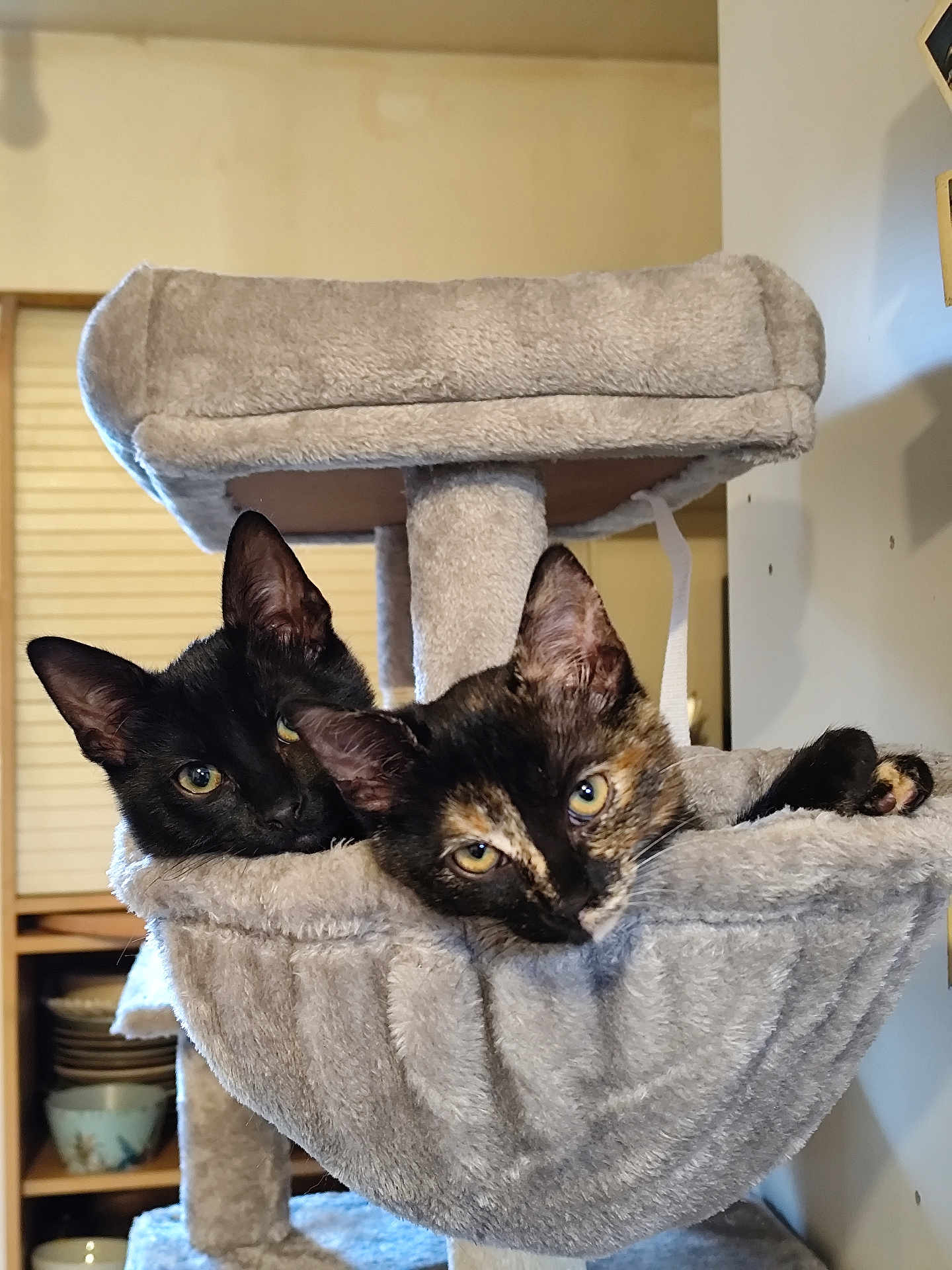 Rita Et Mitsou a rejoint le concours — aidez-le/la à gagner de superbes lots ! animal, cat, cat_hammock, cats, cozy, cute, domestic, ears, eyes, feline, fur, gray, home, indoor, kitchen, pet, plush, resting, shelf, snuggle